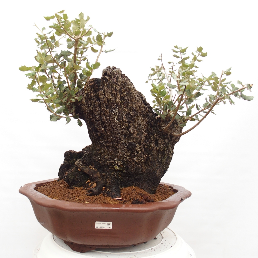 Yamadori - Quercus Ilex - Chêne vert