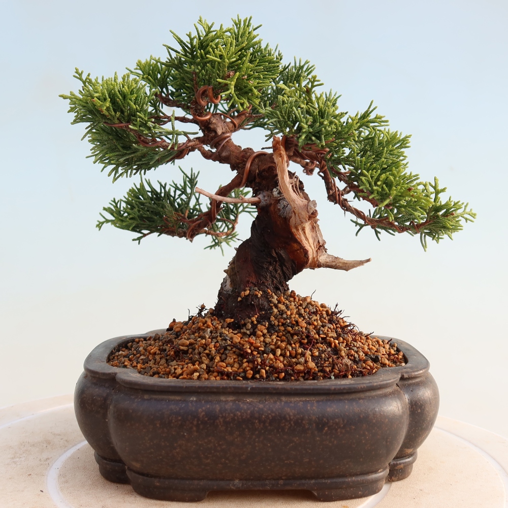 Bonsaï d'extérieur - Juniperus chinensis Itoigawa