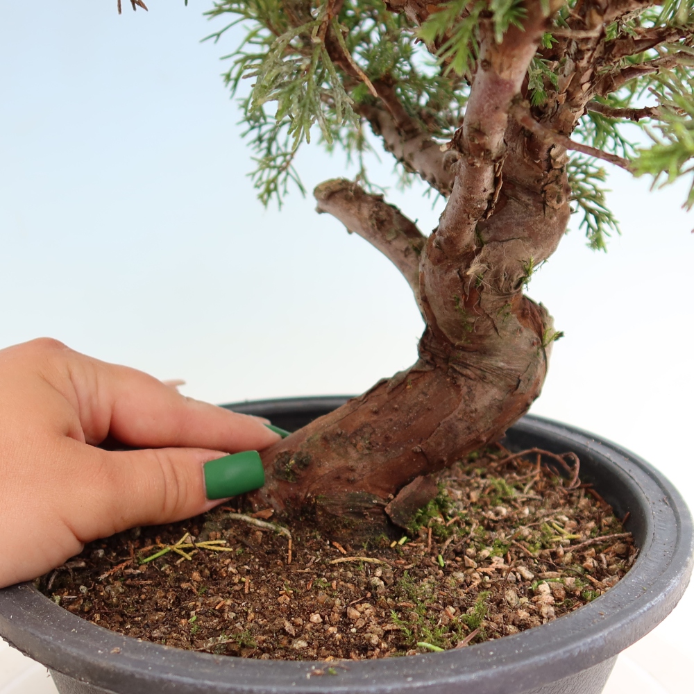 Bonsaï d'extérieur - Juniperus chinensis Itoigawa-Juniperus chinensis