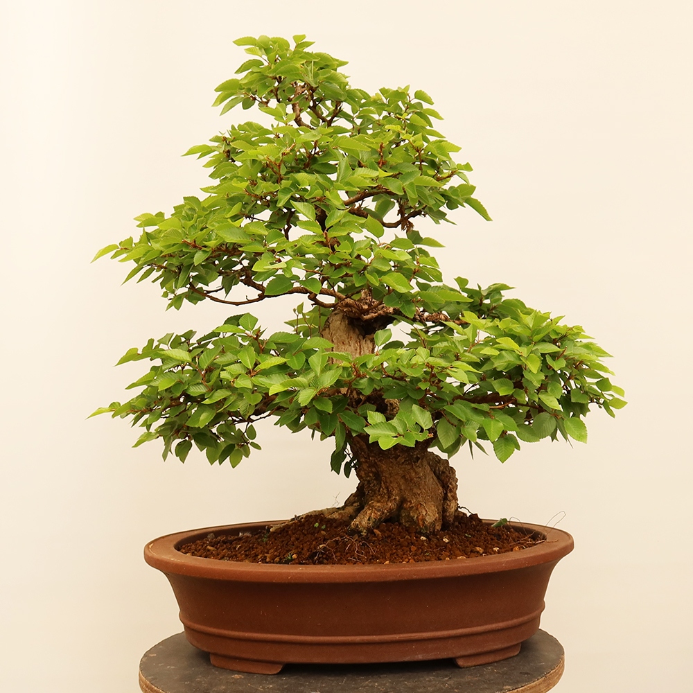 Bonsaï d'extérieur -Carpinus Coreana - Charme de Corée