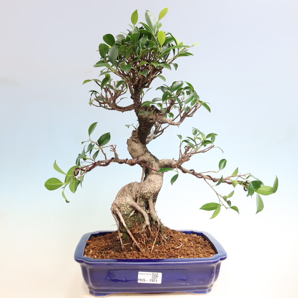 Salle bonsaï - Ficus kimmen - ficus à petites feuilles