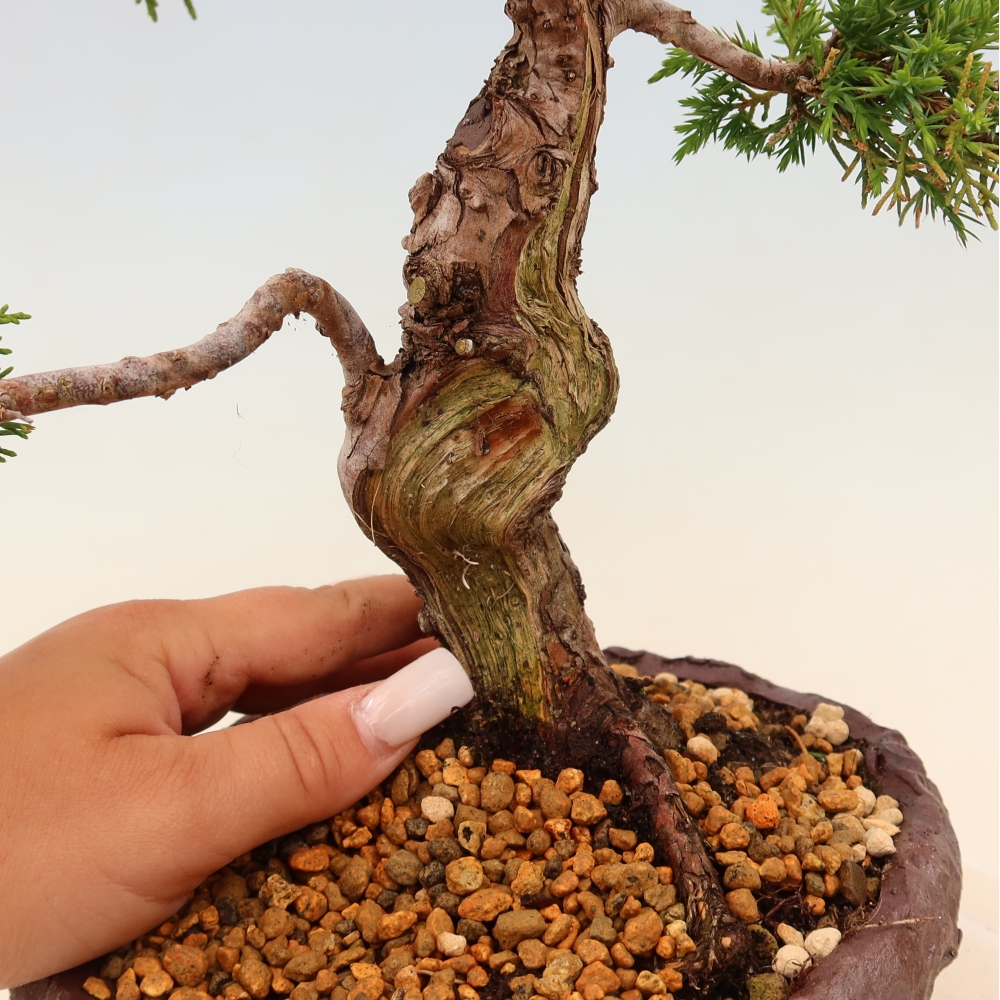 Bonsaï d'extérieur - Juniperus chinensis Itoigawa
