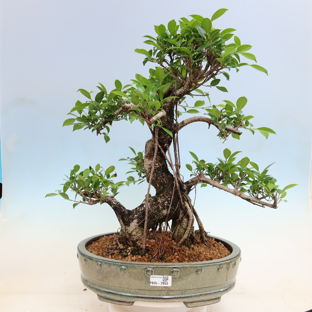 Salle bonsaï - Ficus kimmen - ficus à petites feuilles