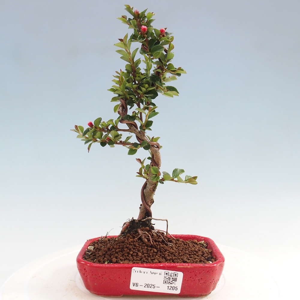 Bonsaï d'extérieur-Cotoneaster horizontalis - Rocky Mountain