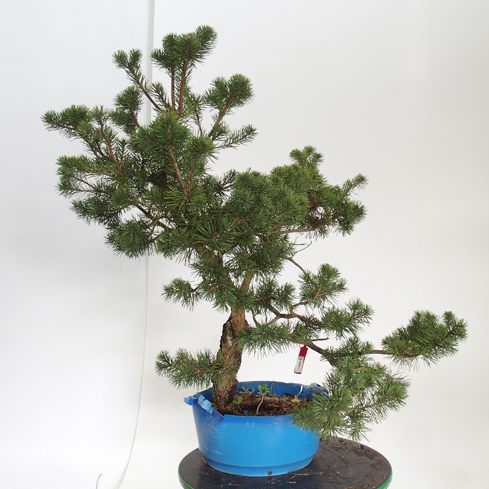 Yamadori - Pinus sylvestris Espagne