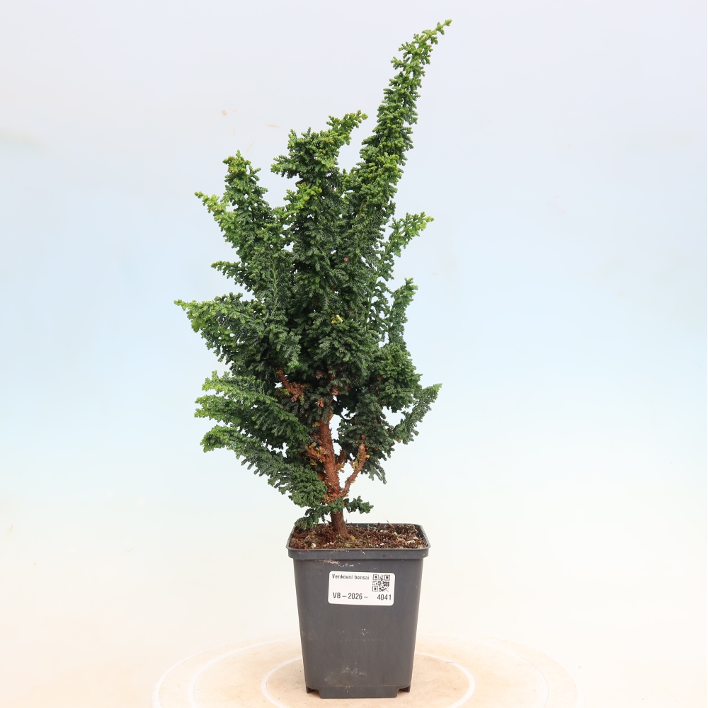 Bonsaï d'extérieur - Cham. obtusa SEKKA HINOKI - Cyprès
