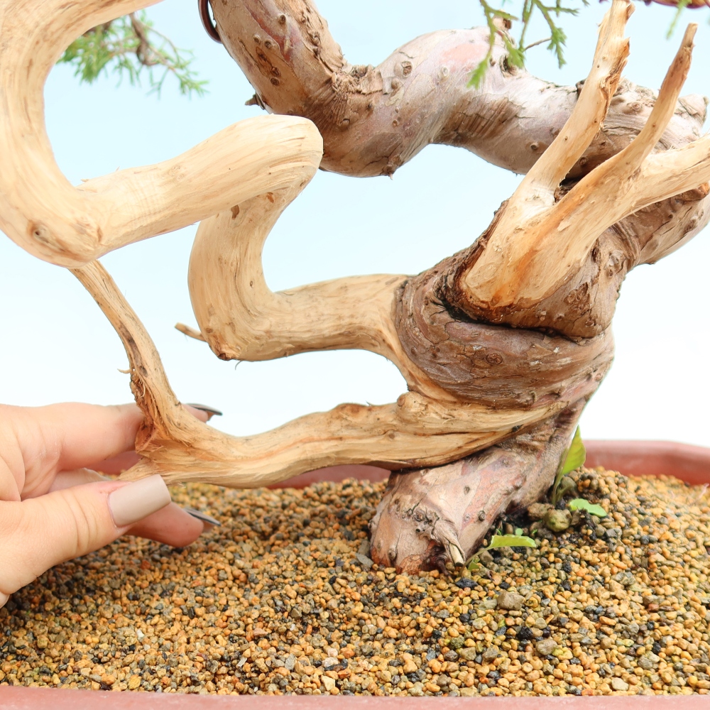 Bonsaï d'extérieur - Juniperus chinensis Itoigawa-Juniperus chinensis