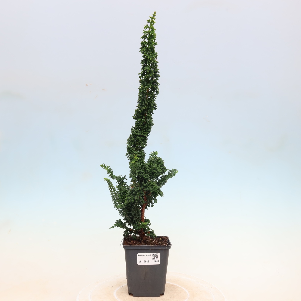 Bonsaï d'extérieur - Cham. obtusa SEKKA HINOKI - Cyprès