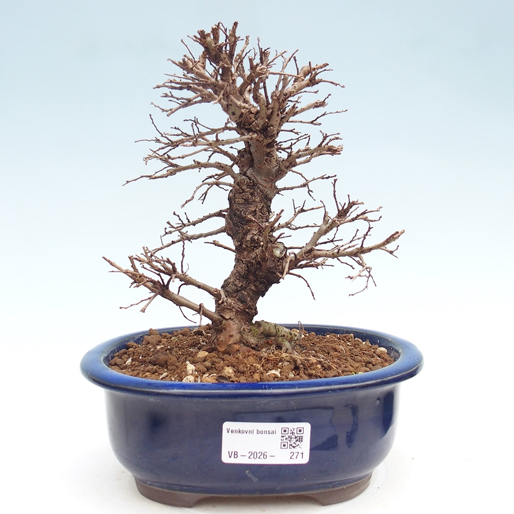 Bonsaï d'extérieur - Zelkova - Zelkova NIRE