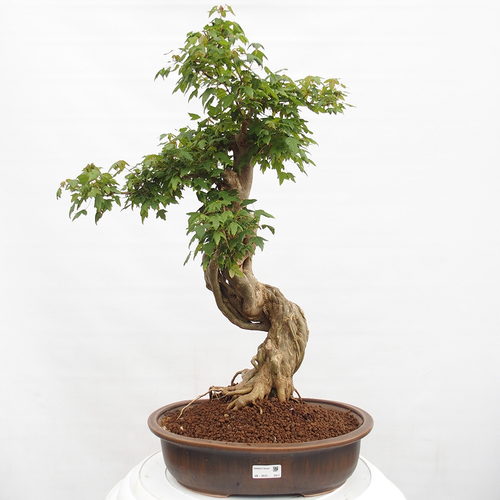 Bonsaï d'extérieur - Acer Buergerianum - Burger Maple