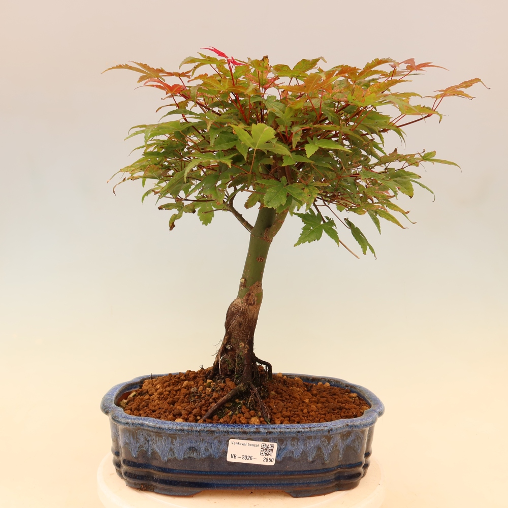Érable de Norvège - Acer palmatum Beni Tsukasa