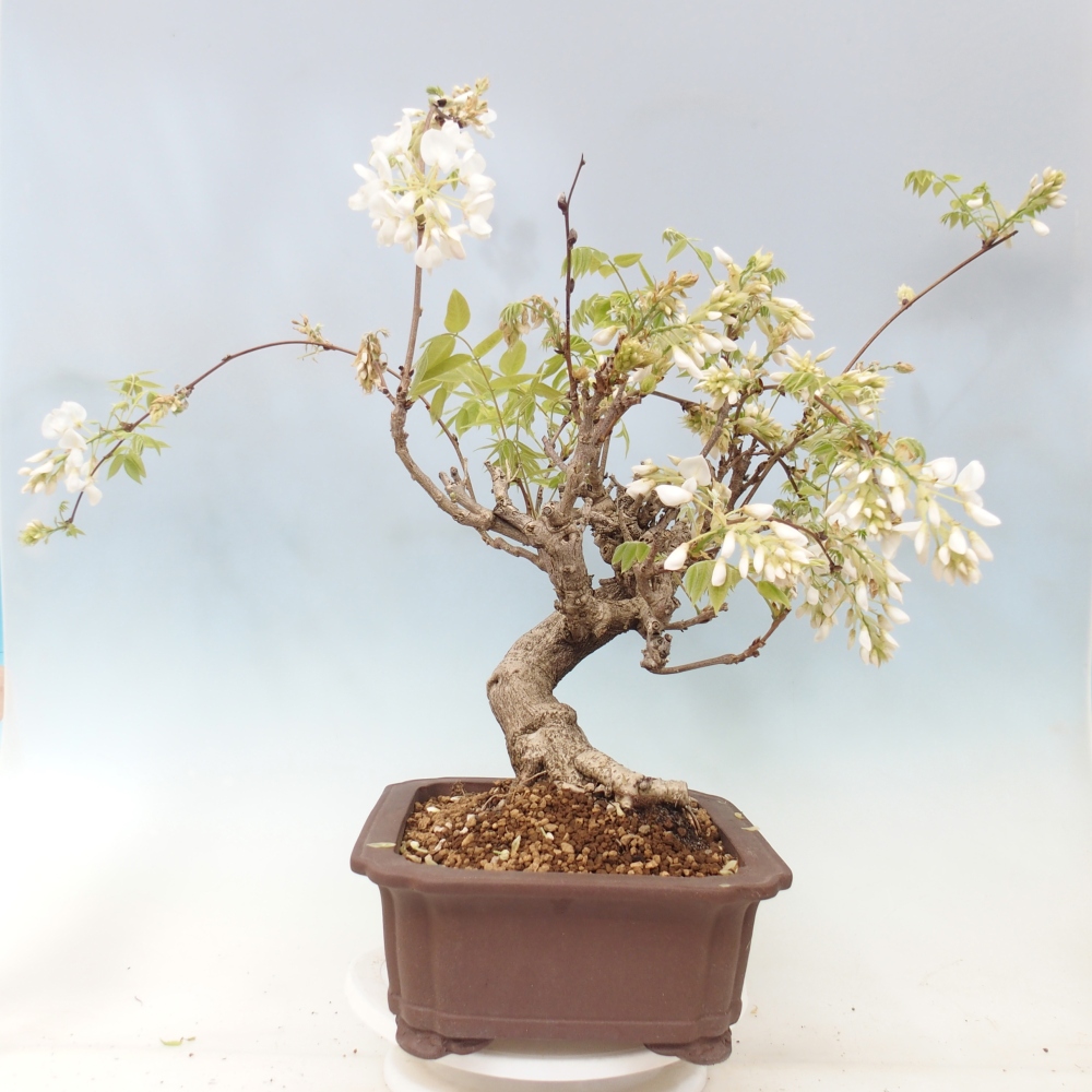 Bonsaï d'extérieur - Vistaria - Wisteria
