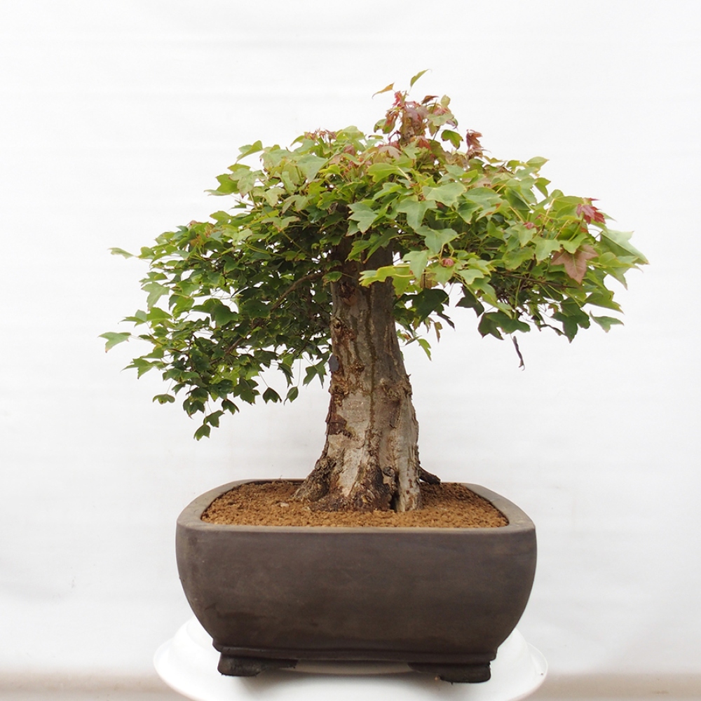 Bonsaï d'extérieur - Acer Buergerianum - Burger Maple