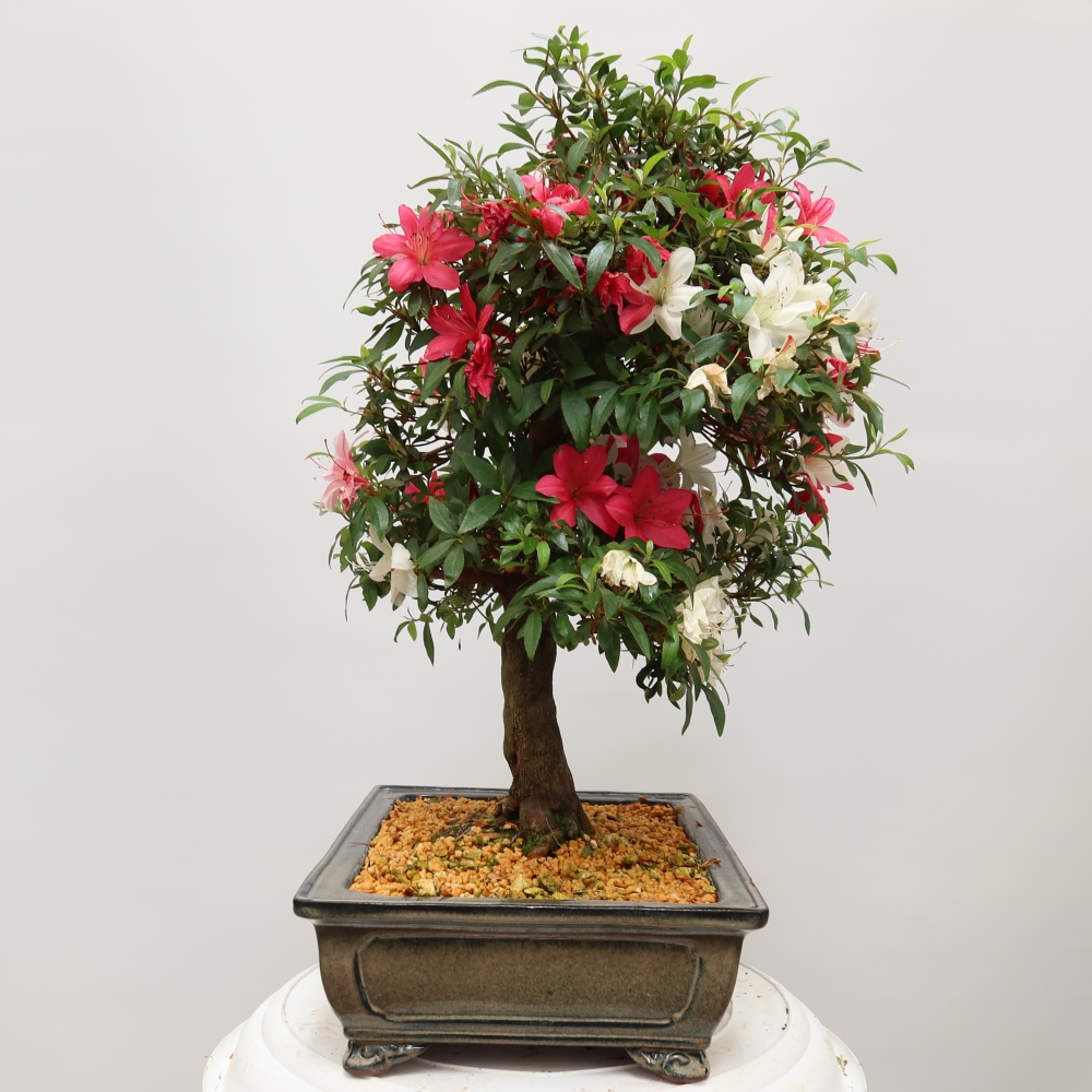 Bonsaï d'extérieur - Azalée japonaise - Azalea satsuki
