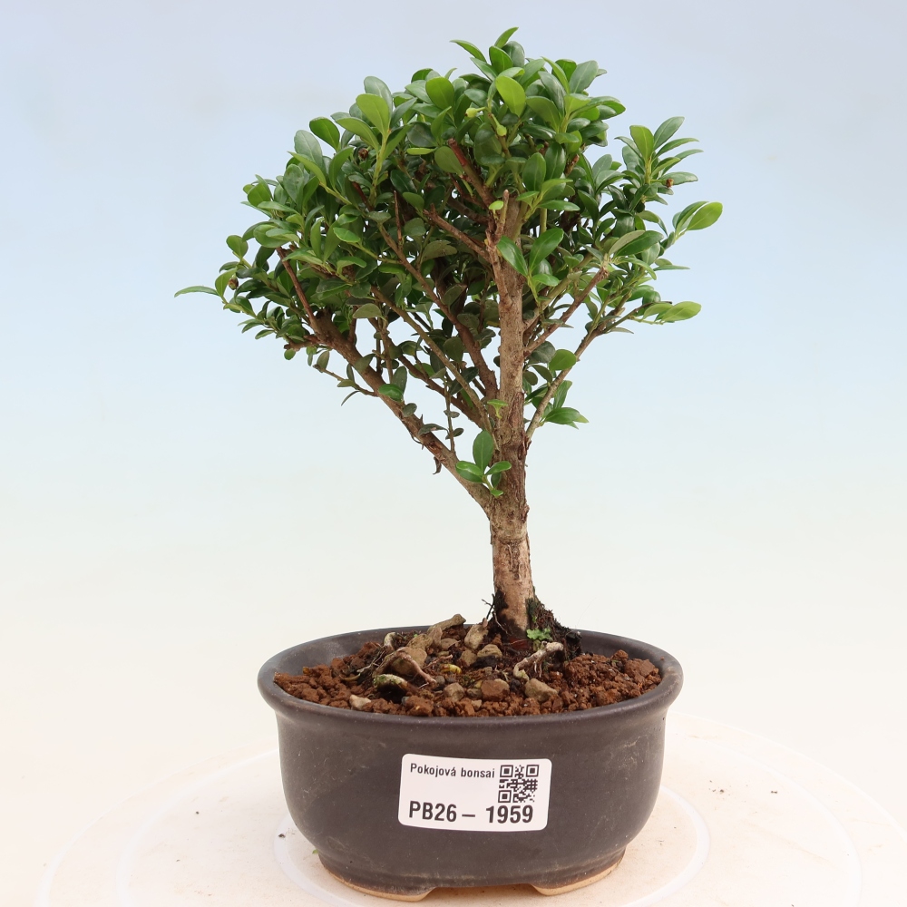 Bonsaï de chambre - Ilex crenata - Houx
