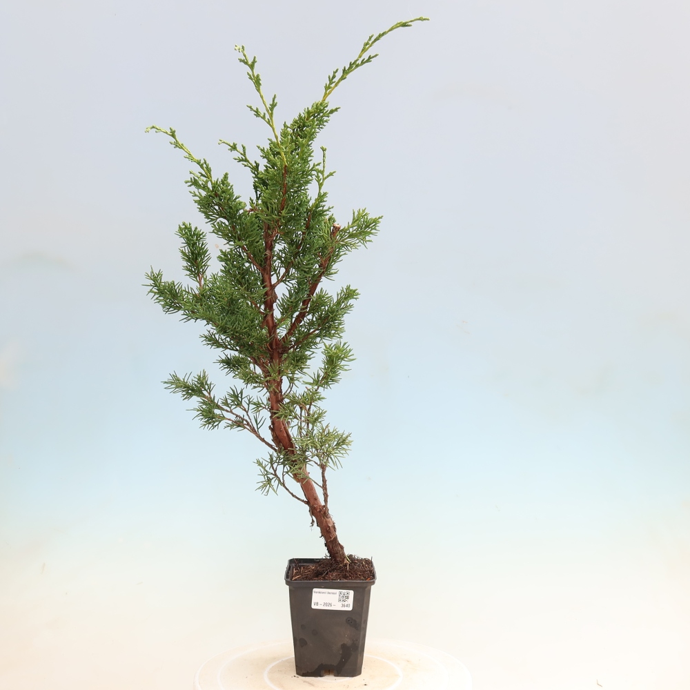 Bonsaï d'extérieur - Juniperus chinensis Kishu