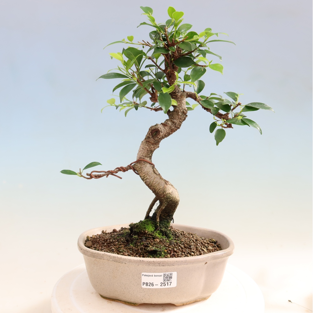 Salle bonsaï - Ficus retusa - ficus à petites feuilles