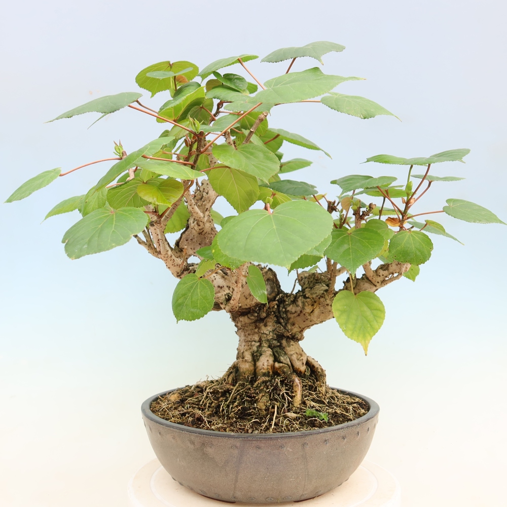 Bonsaï d'intérieur - Hibiscus tiliaceus - Hibiscus de mer