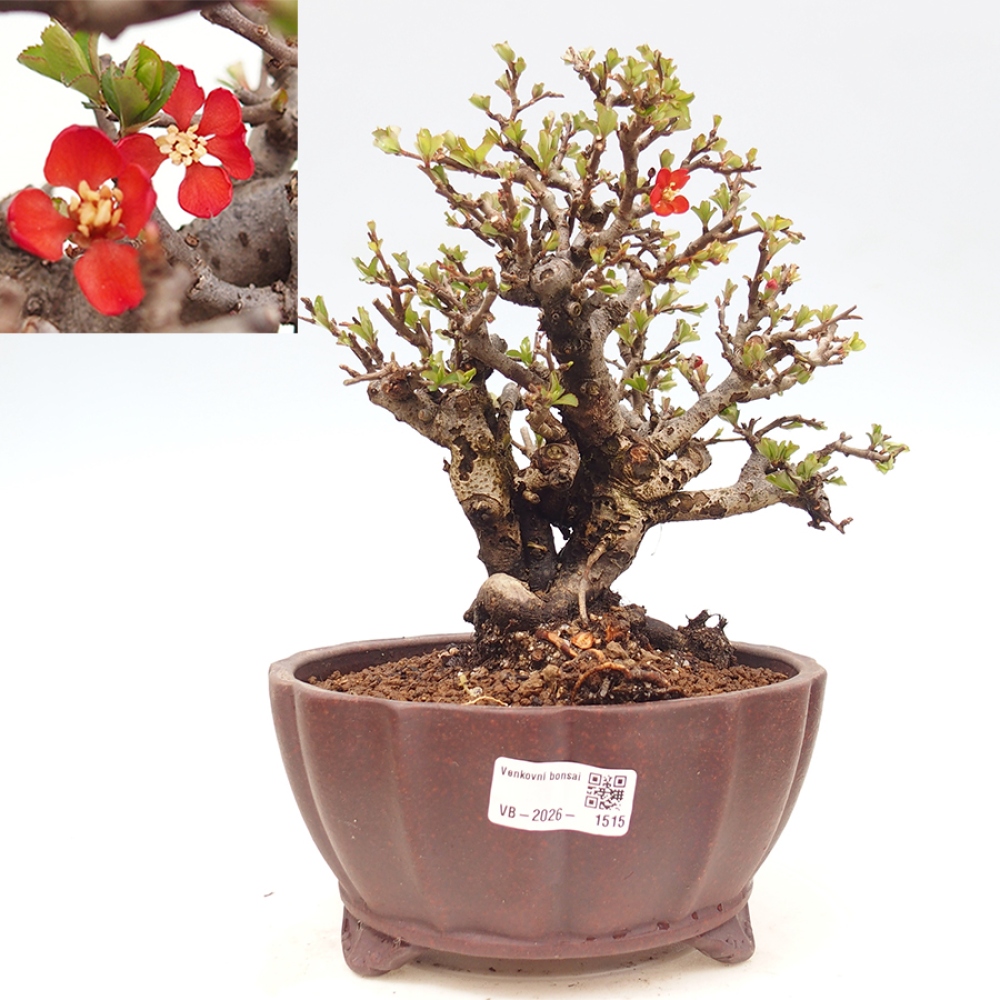 Bonsaï d'extérieur - Chaneomeles speciosa - Coing