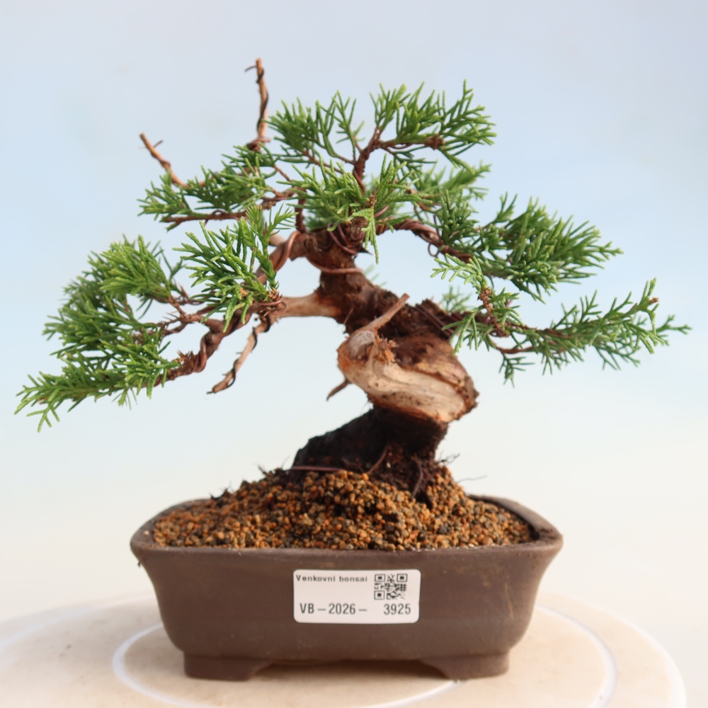 Bonsaï d'extérieur - Juniperus chinensis Itoigawa