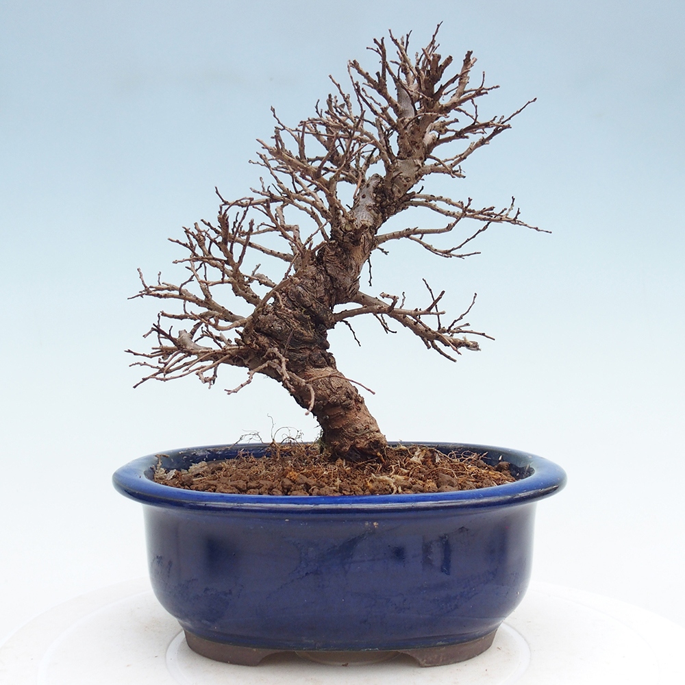Bonsaï d'extérieur - Zelkova - Zelkova NIRE