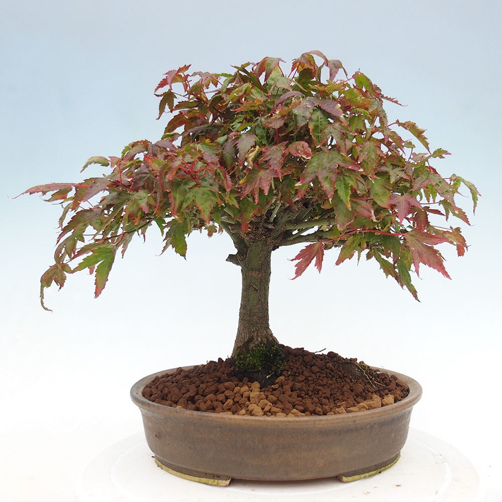 Acer palmatum KIOHIME - Érable palmé