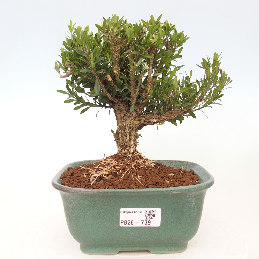 Bonsaï de chambre - Buxus harlandii - buxus liège