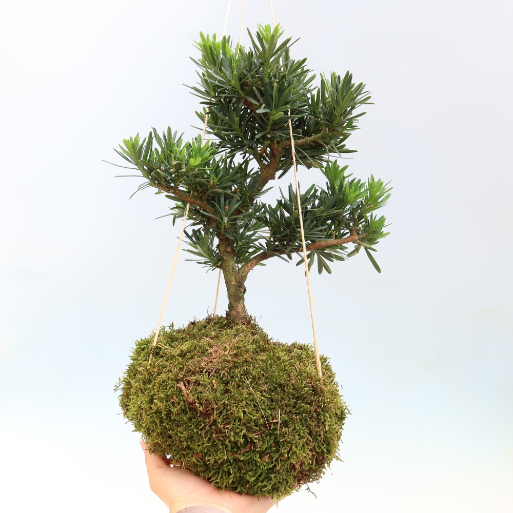 Kokedama en poterie - Podocarpus - If de pierre