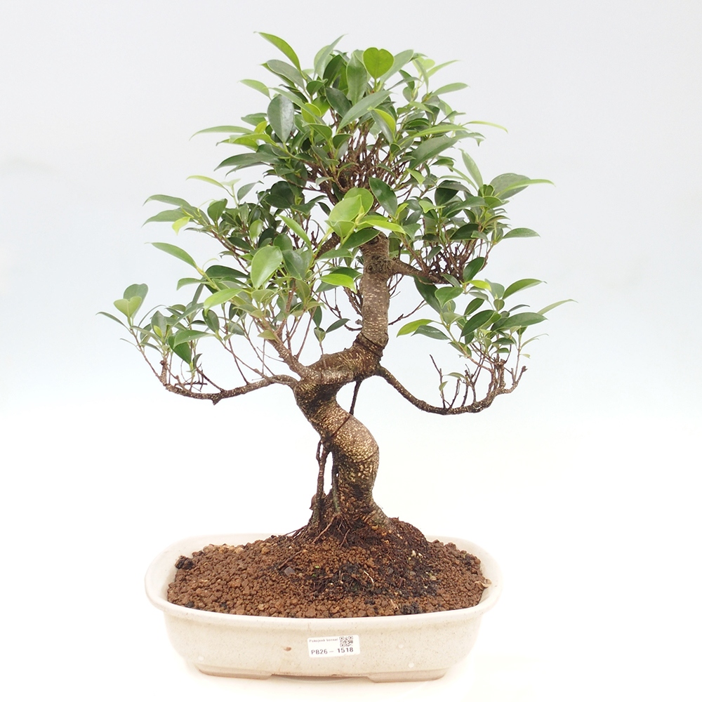 Salle bonsaï - Ficus kimmen - ficus à petites feuilles