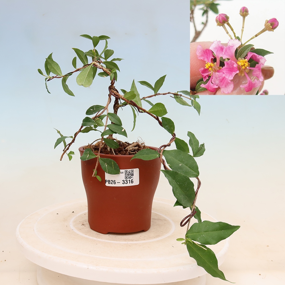 Bonsaï d'intérieur - Cerisier de la Barbade (Malpighia glabra) 