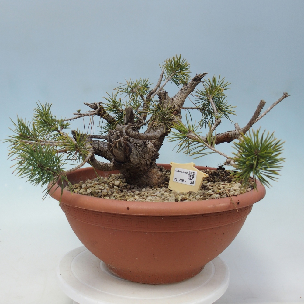 Yamadori - Pinus sylvestris Espagne