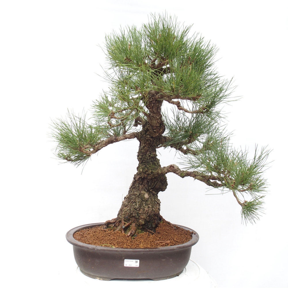Bonsaï d'extérieur - Pinus thunbergii - Pin de Thunberg