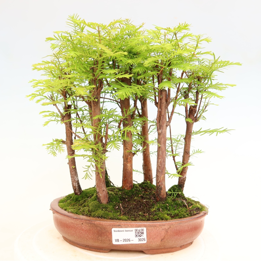 Bonsaï d'extérieur - Metasequoia glyptostroboides - Métaséquoia de Chine - petit bosquet