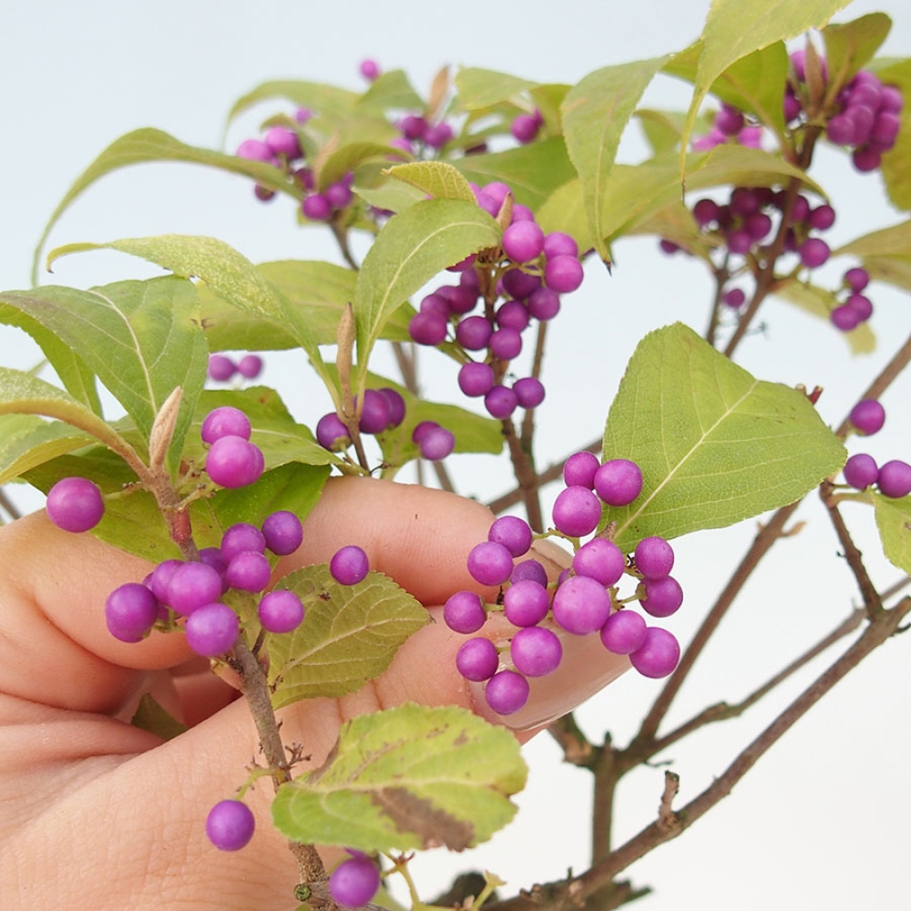 Bonsaï d'extérieur - Callicarpa bodinierova profusion