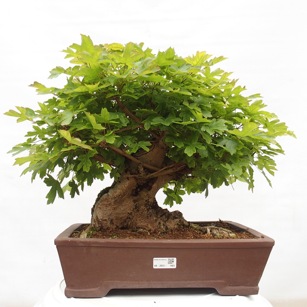Bonsaï d'extérieur -Javor babyka - Acer campestre