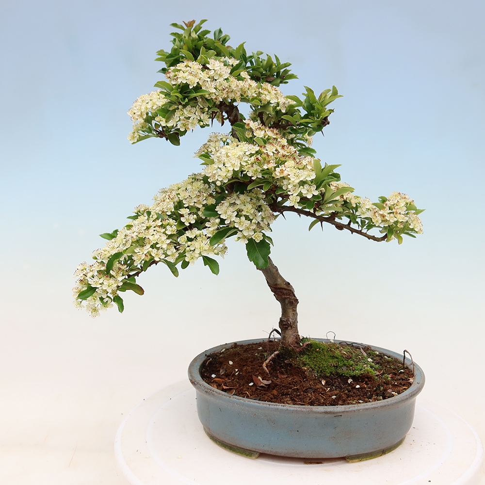 Bonsaï d'extérieur - Pyracantha teton - Pyracantha