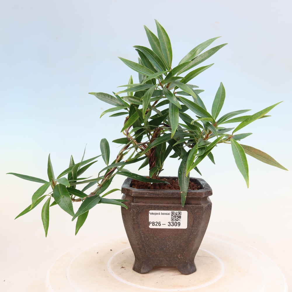 Salle bonsaï - Ficus nerifolia - ficus à petites feuilles