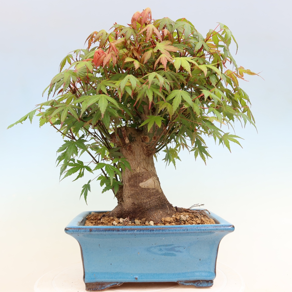 Bonsaï d'extérieur - Maple Burger - Acer Burgerianum