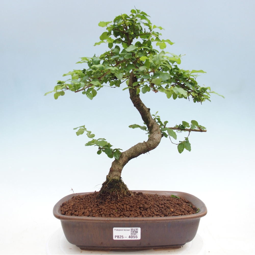 Bonsaï de chambre -Ligustrum chinensis - Bec d'oiseau