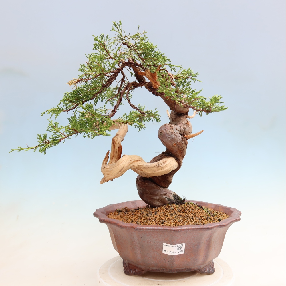 Bonsaï d'extérieur - Juniperus chinensis Itoigawa-Juniperus chinensis