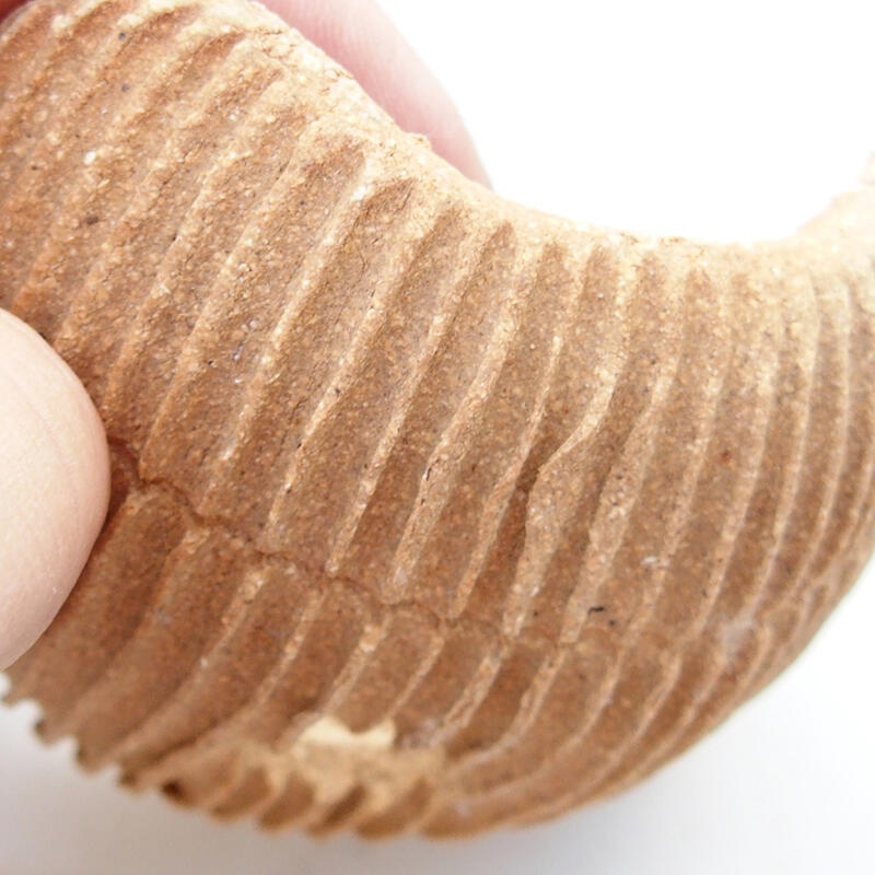 Coquille en céramique 7,5 x 7,5 x 4 cm , couleur noire