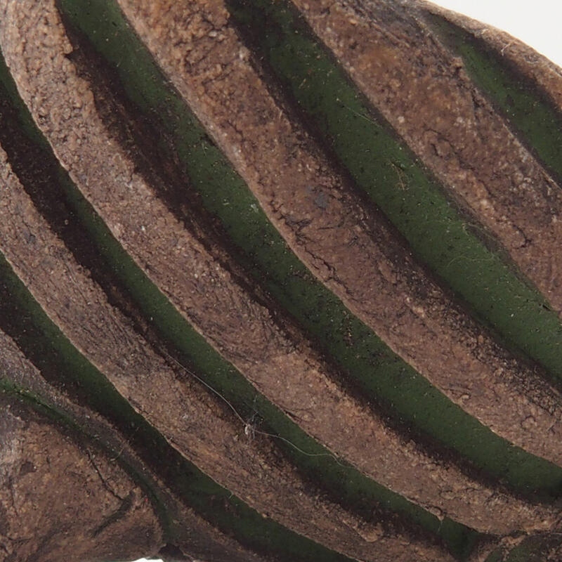 Coquille en céramique 7 x 7 x 4 cm , couleur verte