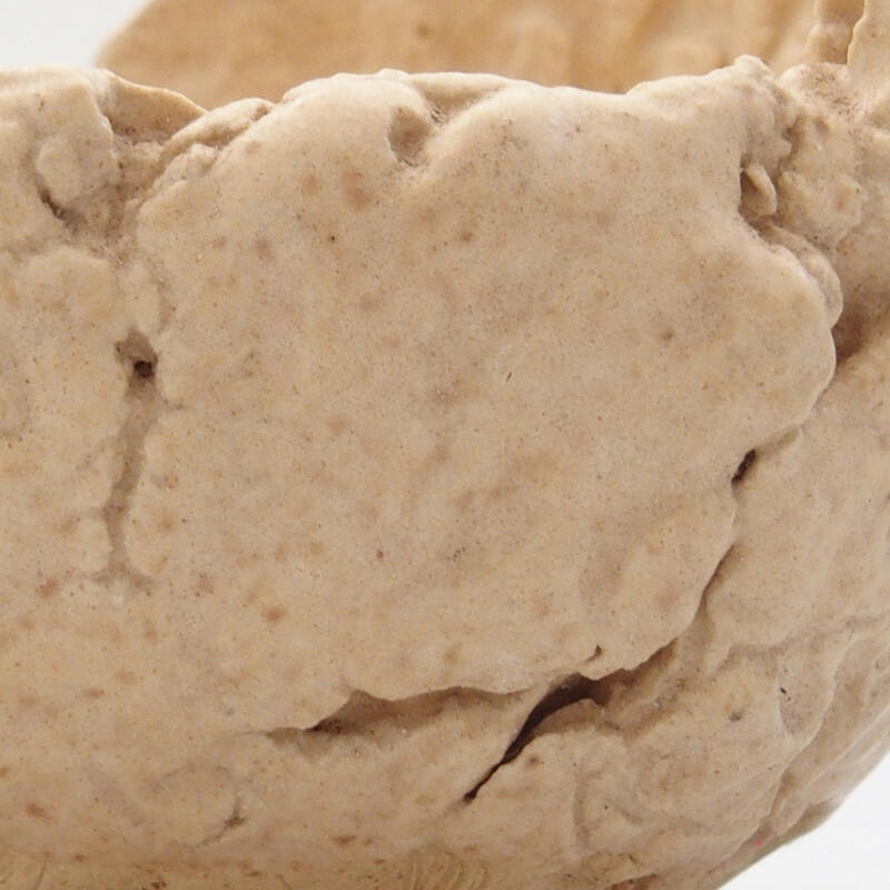 Coquille en céramique 7 x 7 x 5,5 cm , couleur beige