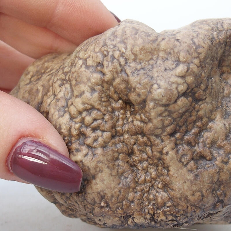 Coquille en céramique 8,5 x 6,5 x 6 cm , couleur beige