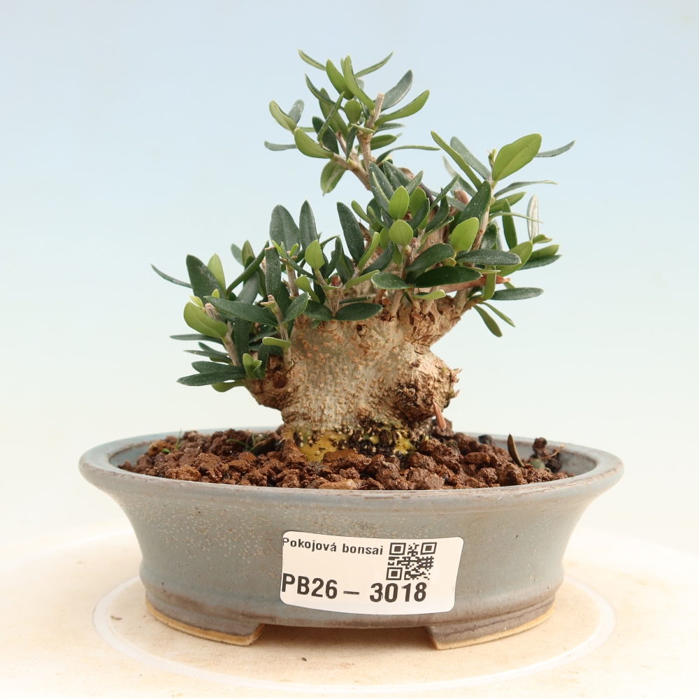 Bonsaï d'intérieur - Olea europaea sylvestris