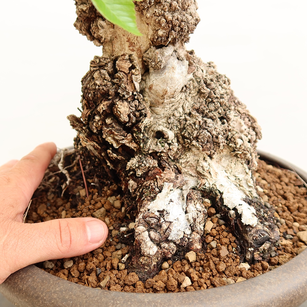 Bonsaï d'extérieur -Carpinus Coreana - Charme de Corée