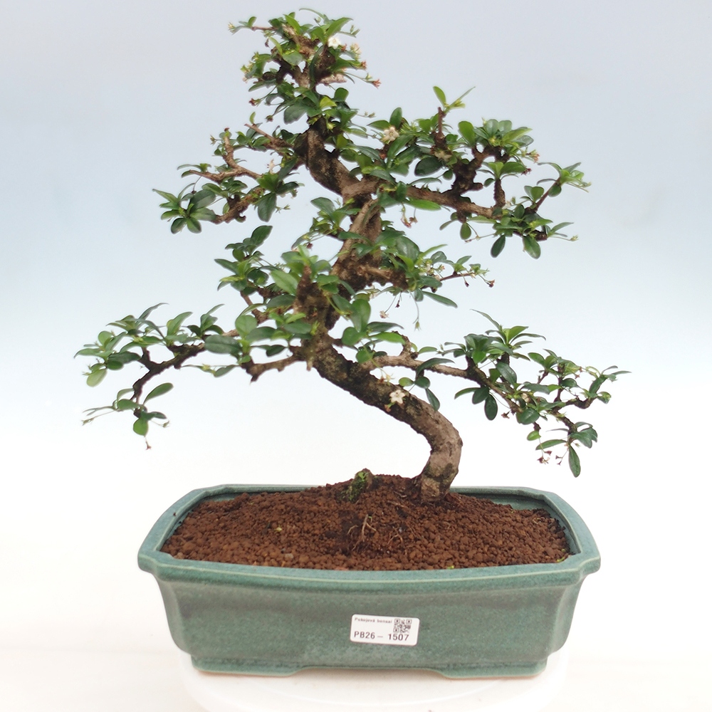 Bonsaï de chambre - Carmona macrophylla - Tea fuki