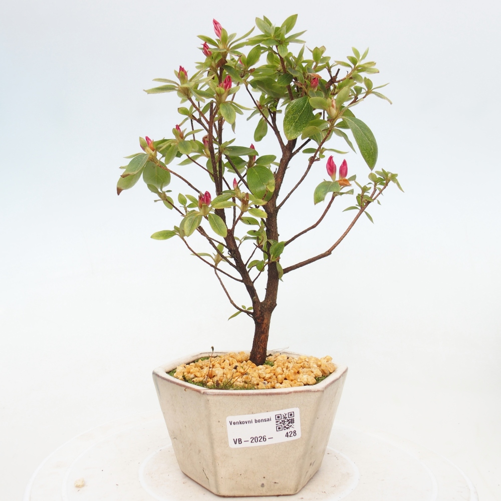 Bonsaïs d'extérieur - Azalée japonaise - Azalea sp.
