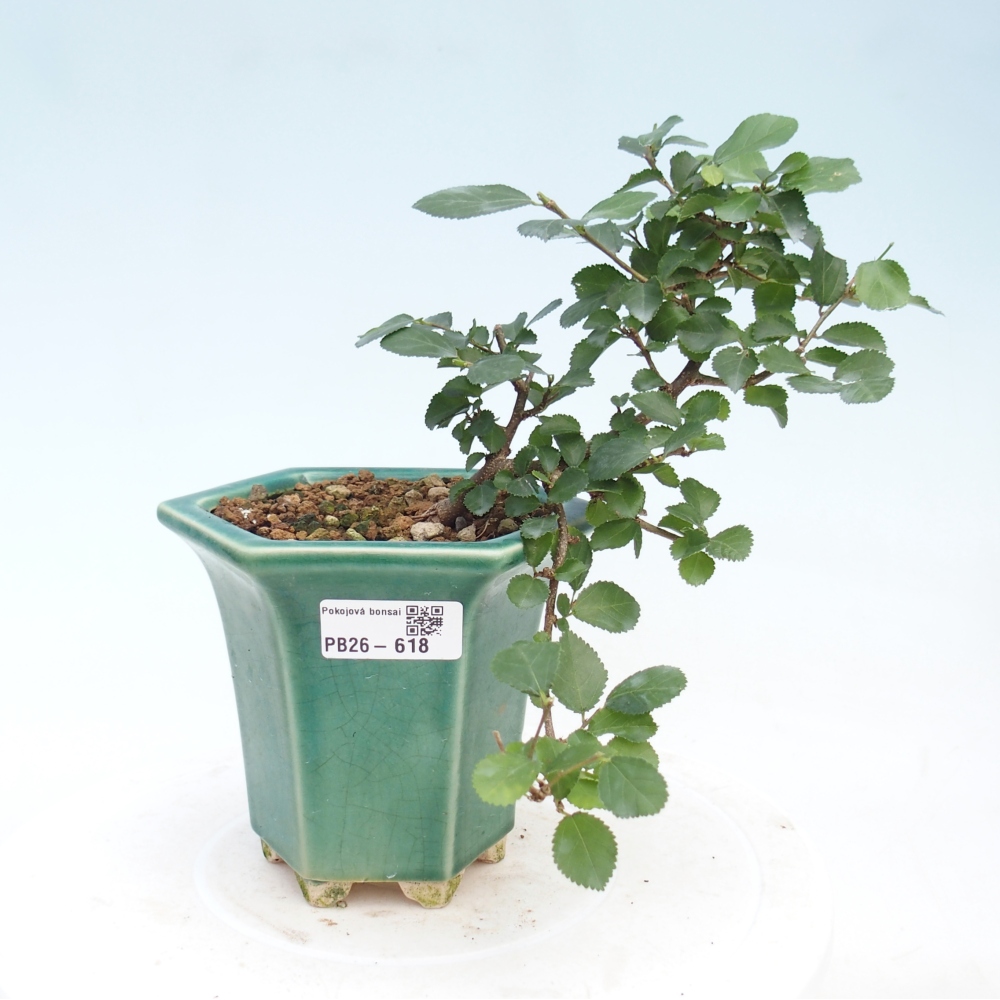 Bonsaï d'intérieur - Grewia occidentalis - Etoile de mer lavande