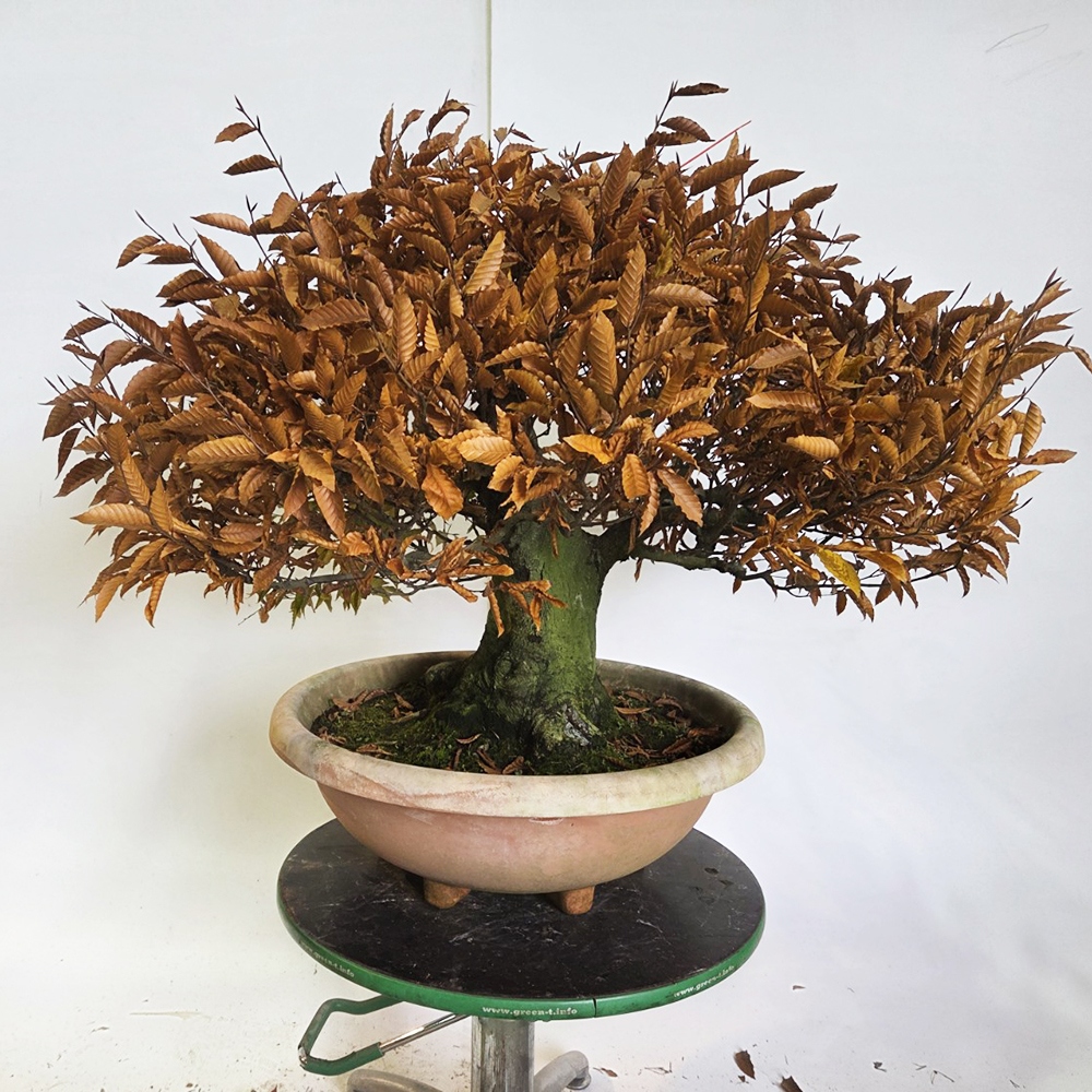 Bonsaï d'extérieur - Fagus crenata